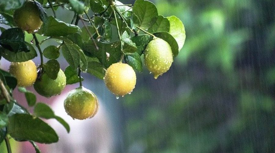 3 הנחיות מדויקות – איך גוזמים עץ לימון